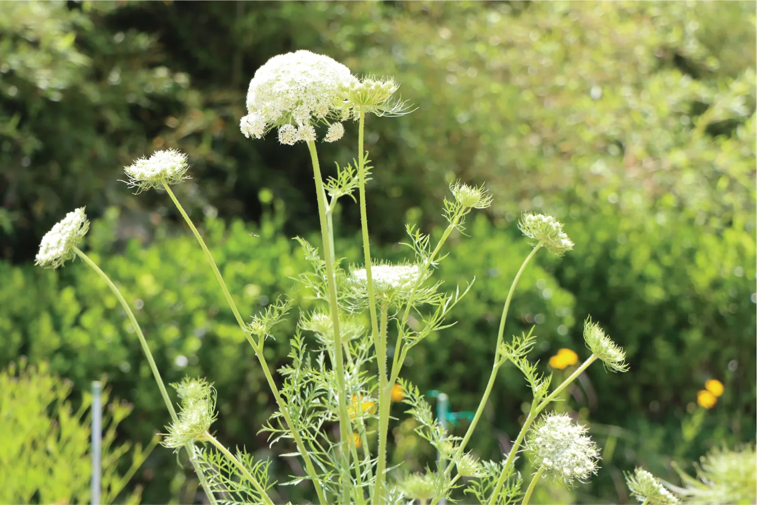 Carrot plants gone to seed in a sunny garden, with tall stalks topped by flat white flower heads rising above feathery leaves