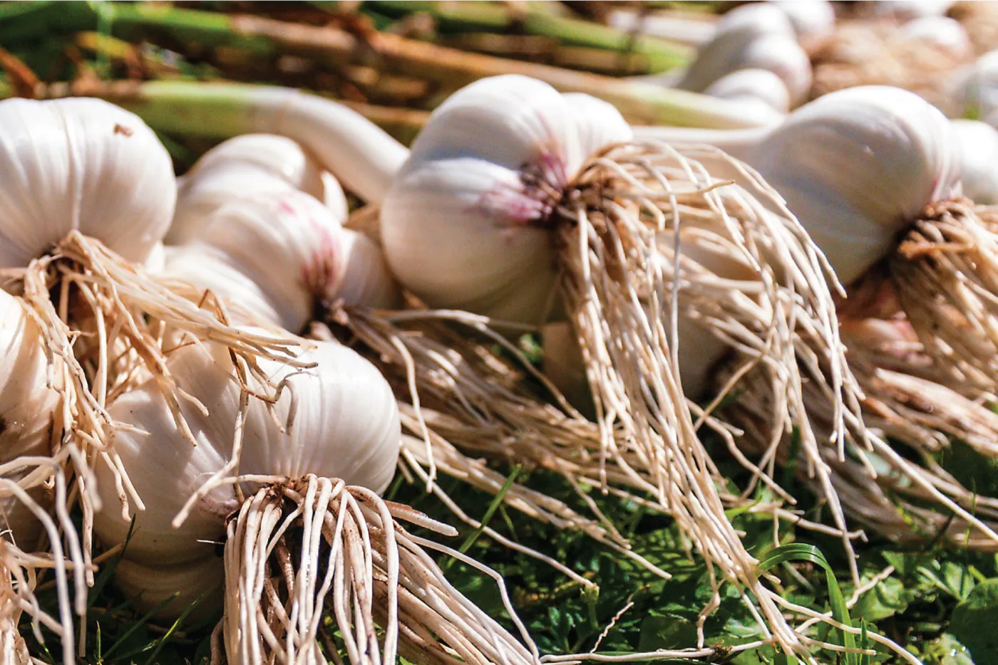 Freshly harvested garlic bulbs with their roots