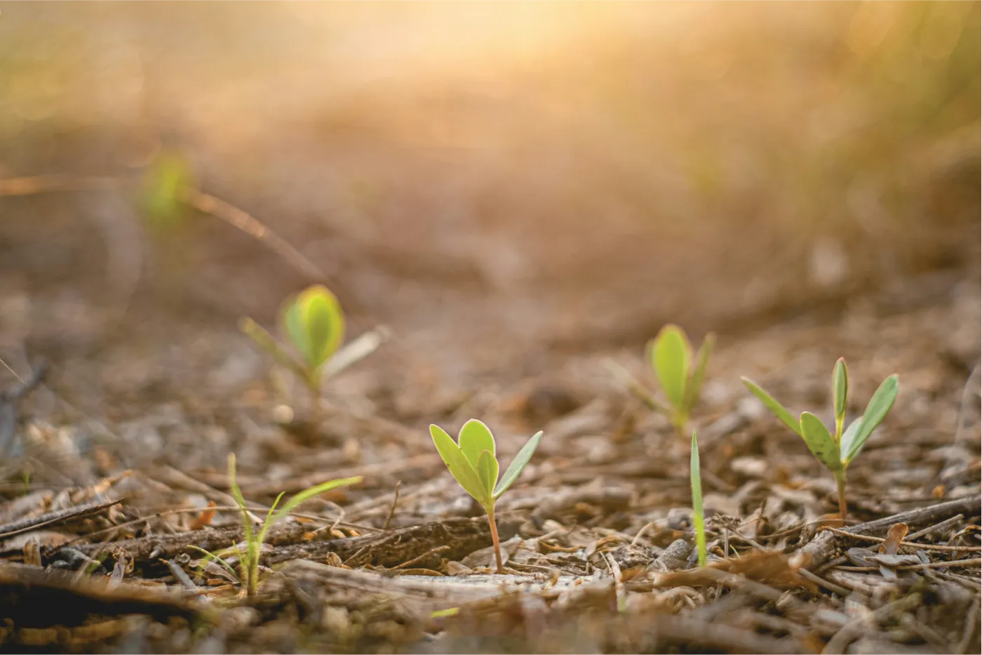 Young seedlings breaking through dark garden soil
