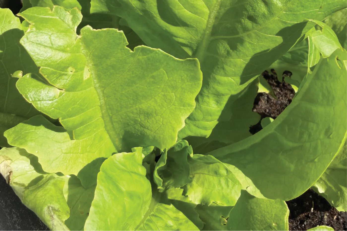 Fresh green leaf lettuce growing in a garden bed