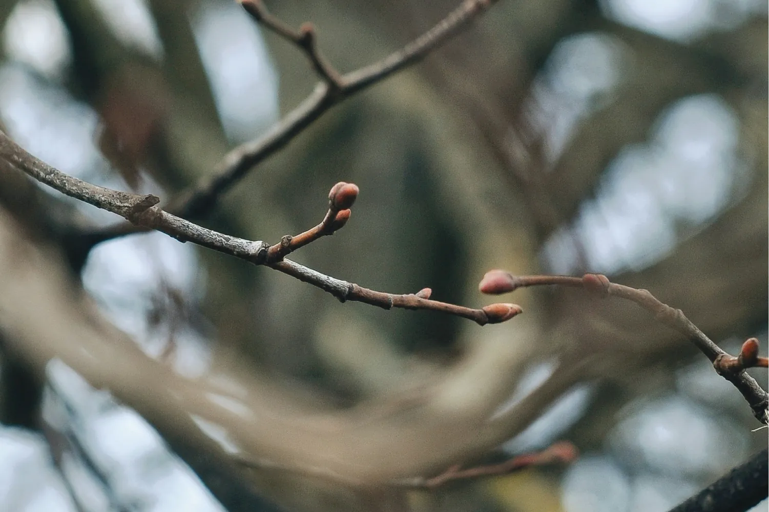 Bare fruit tree twigs in winter with small, closed reddish buds along them, against a soft blurred background of branches