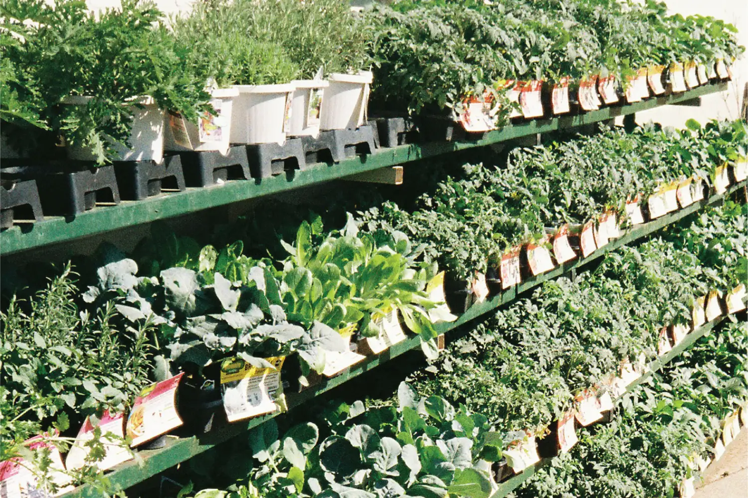 Shelves of potted vegetable and herb plants at a garden center, each pot with a plant tag tucked into it
